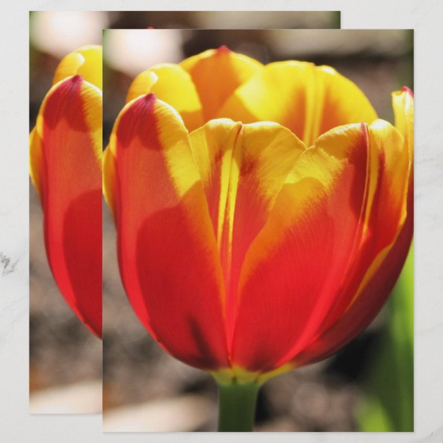 Papier à papier à scandale Fleur Tulipe Jaune Fier (Devant / Derrière)