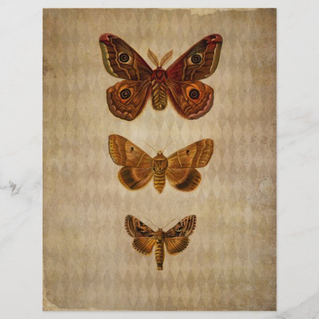Papier à scandale Vintage Brown Moths (Devant)