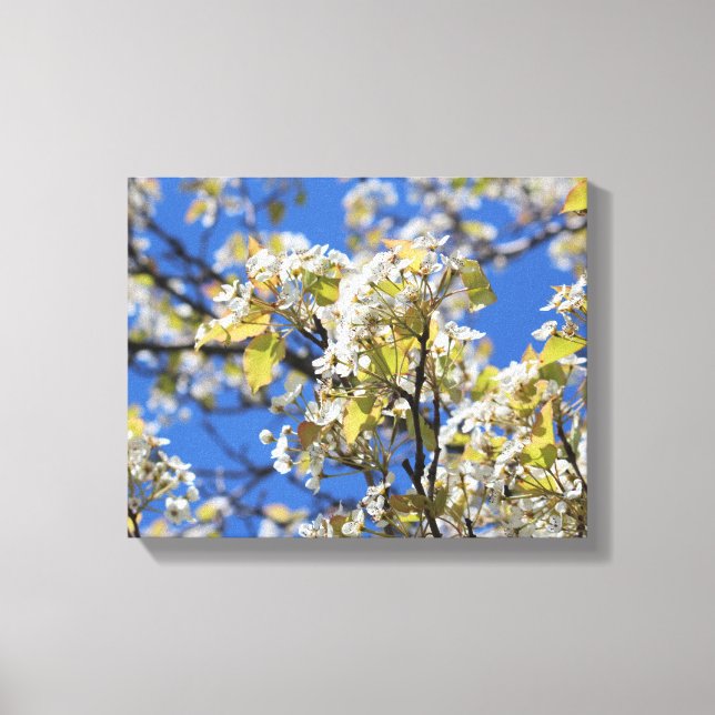Papier à toile étirée en fleurs de cerisier (Recto)