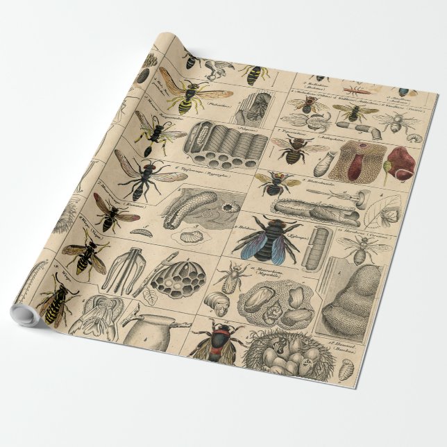 Papier Cadeau Abeille Insecte Bug Guêpe Histoire Naturelle Abeil (Déroulé)