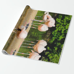 Papier Cadeau Afrique Beak animal africain   Amoureux de Flamant