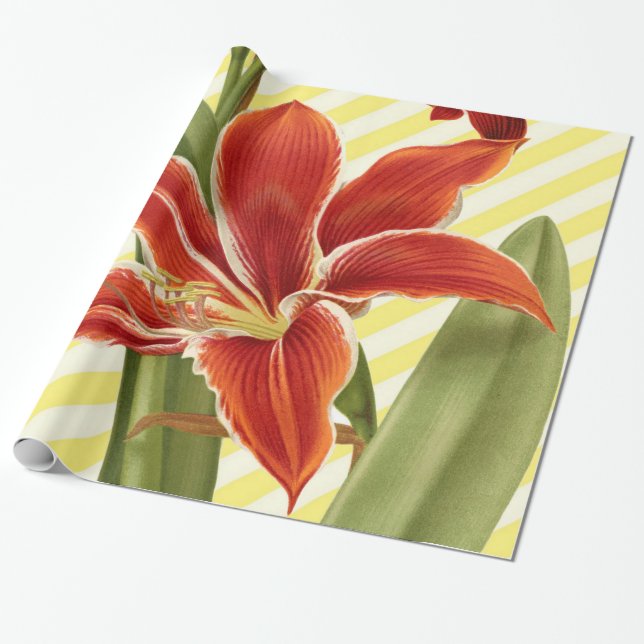Papier Cadeau Amaryllis vintage (Déroulé)