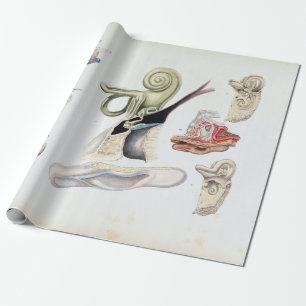Papier Cadeau Anatomie ancienne de l'oreille humaine