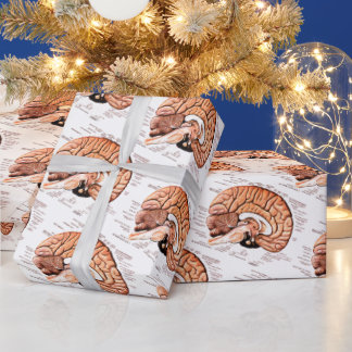 Papier Cadeau Anatomie du cerveau humain Diagramme Médicale Nouv