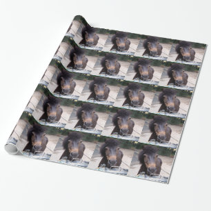 Papier Cadeau Animal, Cheval, Pony