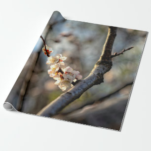 Papier Cadeau Apricot japonais éclairé Sakura Fleurs blanches