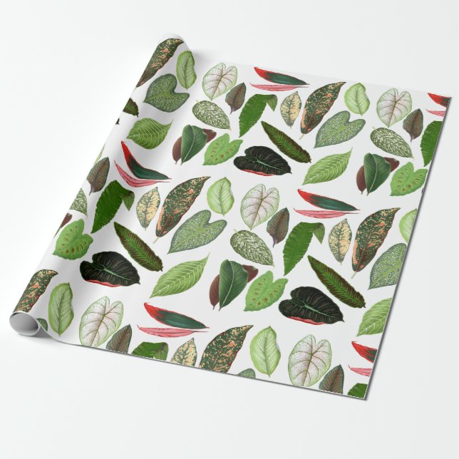 Papier Cadeau Aquarelle botanique Vintage verdure Feuilles (Déroulé)