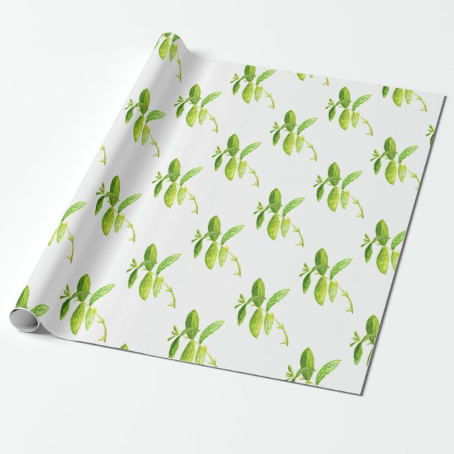 Papier Cadeau Aquarelle de menthe vert Jardin cuisine plante (Déroulé)