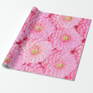Papier Cadeau Arrière - plan de fleurs dahlia roses. Vue supérie