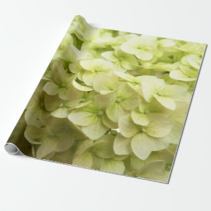 Papier Cadeau Arrière - plan de fleurs d'Hydrangea blanche