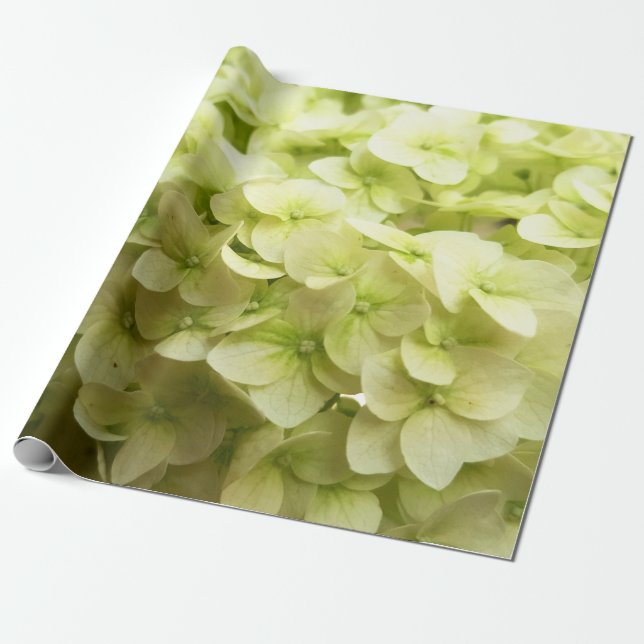 Papier Cadeau Arrière - plan de fleurs d'Hydrangea blanche (Déroulé)