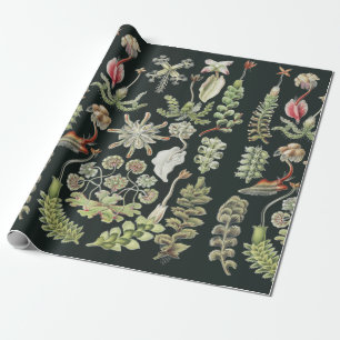 Papier Cadeau Art de la nature scientifique Ernst Haeckel Hépati