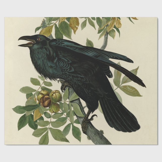 Papier Cadeau Audubon Raven Oiseau classique (Plat)