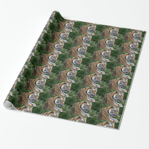 Papier Cadeau Beau Tigre Se Léchant Le Nez