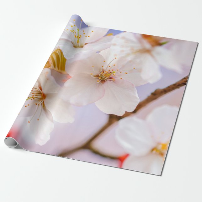 Papier Cadeau Beauté Incroyable Des Fleurs Sakura (Déroulé)