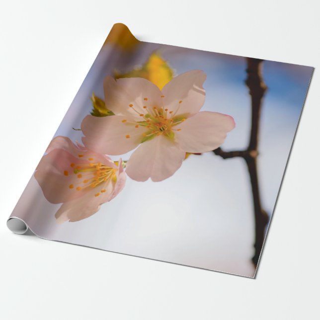 Papier Cadeau Beauté Incroyable Des Fleurs Sakura (Déroulé)