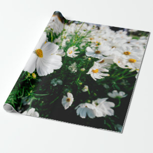 Papier Cadeau Belle fleurs de cosmos blanc fleurissant dans la g