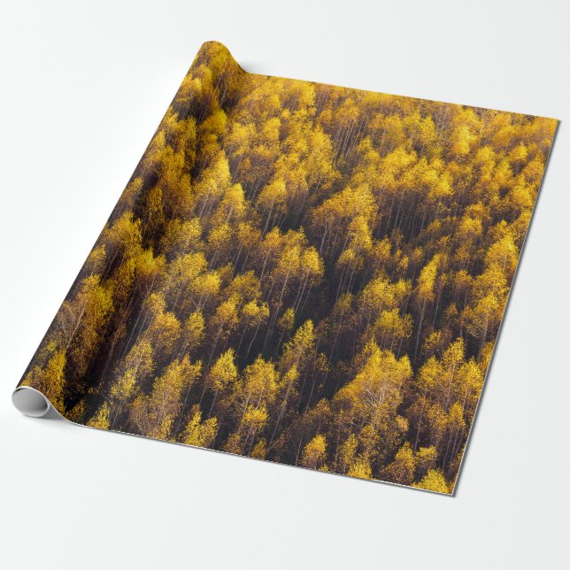 PAPIER CADEAU BELLE FORÊT DE PINS (Déroulé)