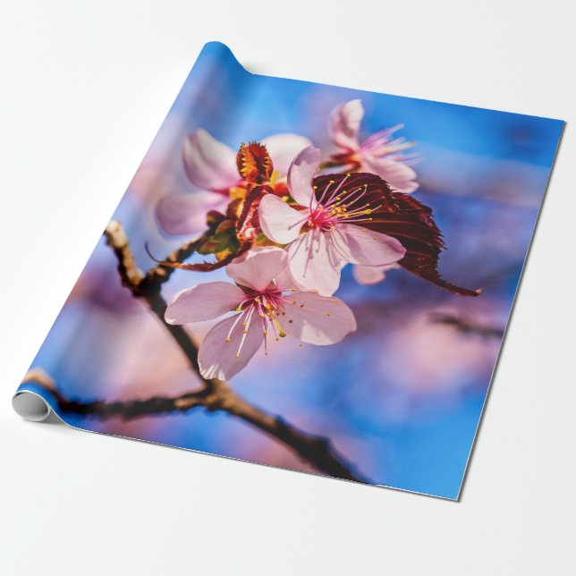 Papier Cadeau Belles fleurs de Sakura (Déroulé)