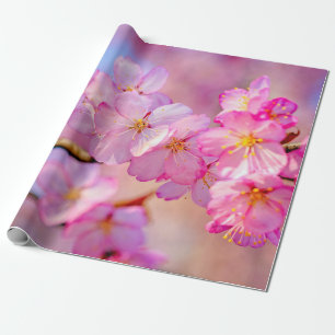 Papier Cadeau Belles Fleurs De Sakura Rose Au Printemps