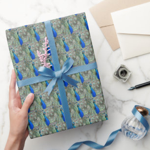 Papier Cadeau Belles plumes de paon bleu