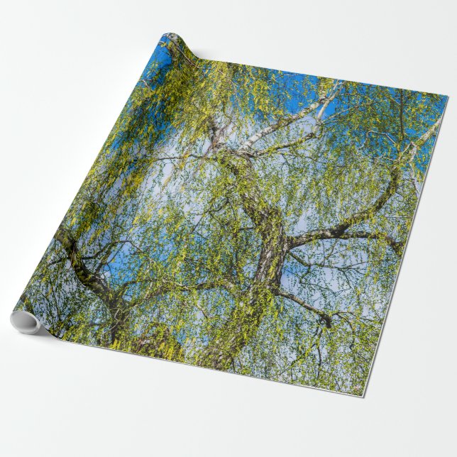 Papier Cadeau Birch tree - Le printemps est dans l'air (Déroulé)