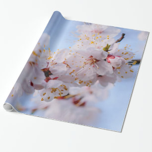 Papier Cadeau Blossom des abricots japonais