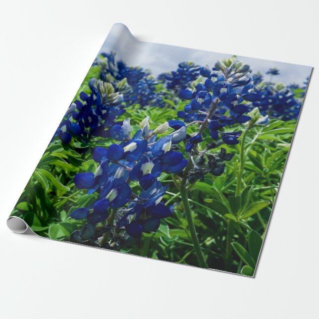 Papier Cadeau Bluebonnets Blue Floral Texas Texan Elegant (Déroulé)