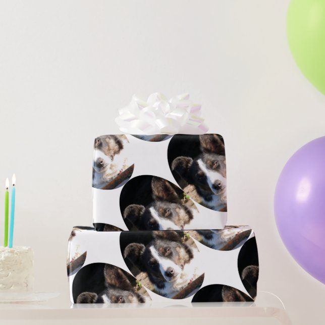 PAPIER CADEAU BORDER COLLIE (Cadeaux de fête)