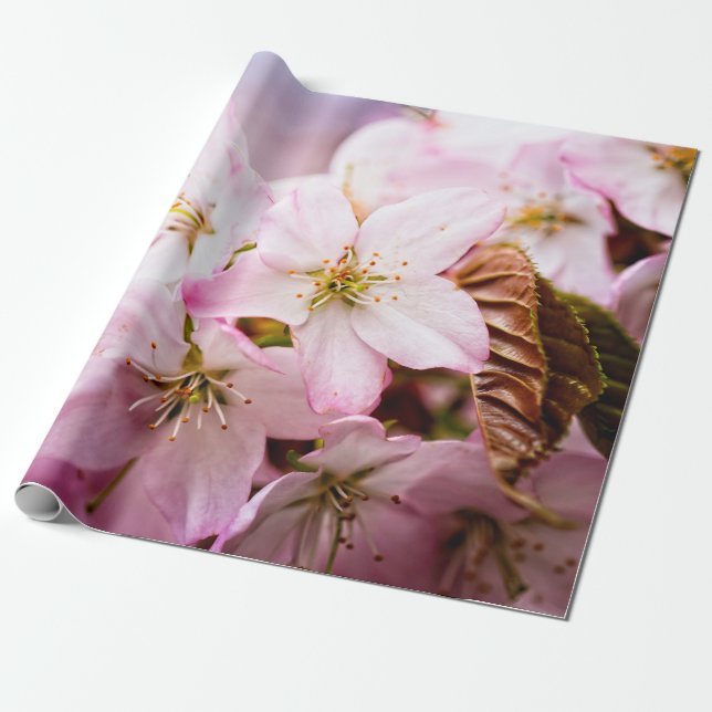 Papier Cadeau Bouquet de Sakura roses sur fond rose (Déroulé)