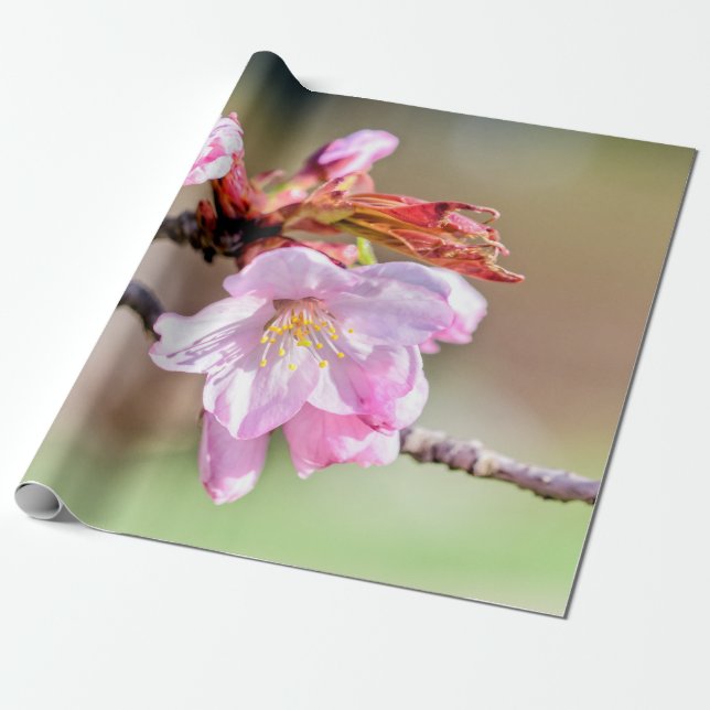 Papier Cadeau Bureaux Sakura Et Une Fleur, Vert, Arrière - plan  (Déroulé)