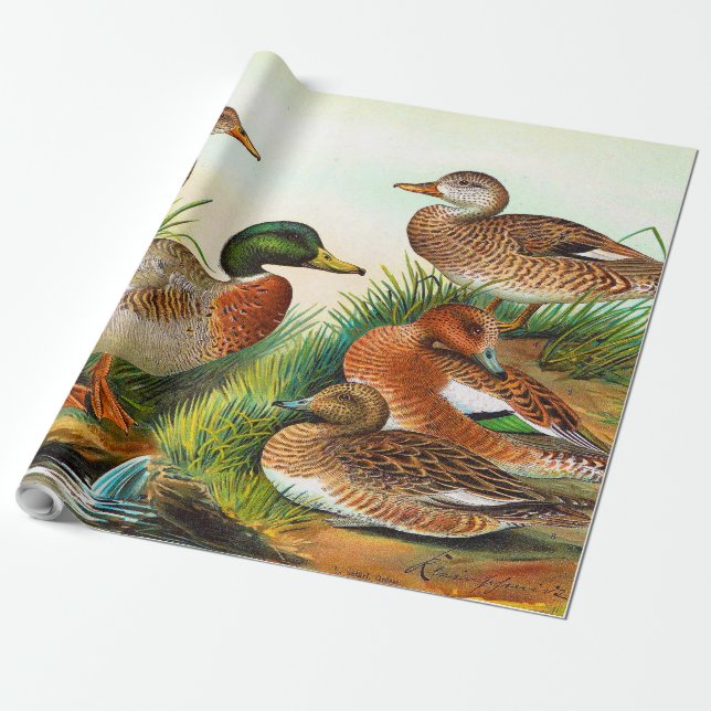 Papier Cadeau Canards vintages À L'Étang 3 Découpage (Déroulé)
