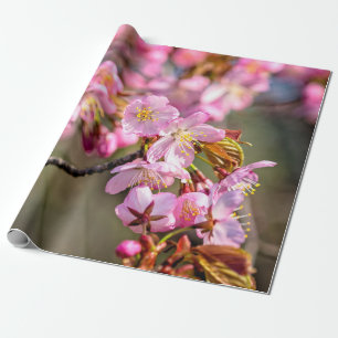 Papier Cadeau Cascade Gaie De Fleurs Sakura En Printemps