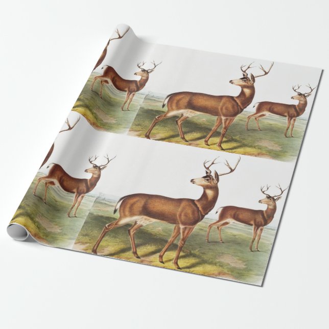 Papier Cadeau Cerf de Virginie (Cervus Richardsonii) (Déroulé)