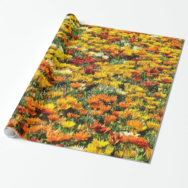 Papier Cadeau Champ abondant des chrysanthèmes d'or et de (Déroulé)