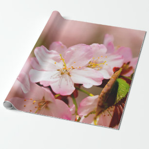 Papier Cadeau Charmin Sakura Fleurs Sur Rose, Rose, Rose