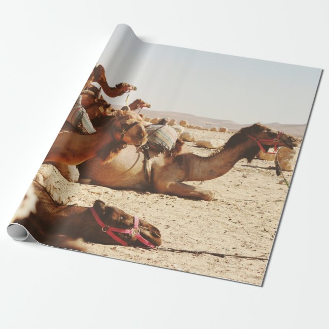 PAPIER CADEAU CINQ CAMELS SUR LE TERRAIN (Déroulé)