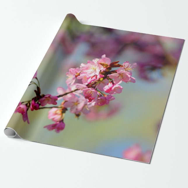 Papier Cadeau Cluster De Fleurs De Sakura Sur Vert, Bleu, Violet (Déroulé)