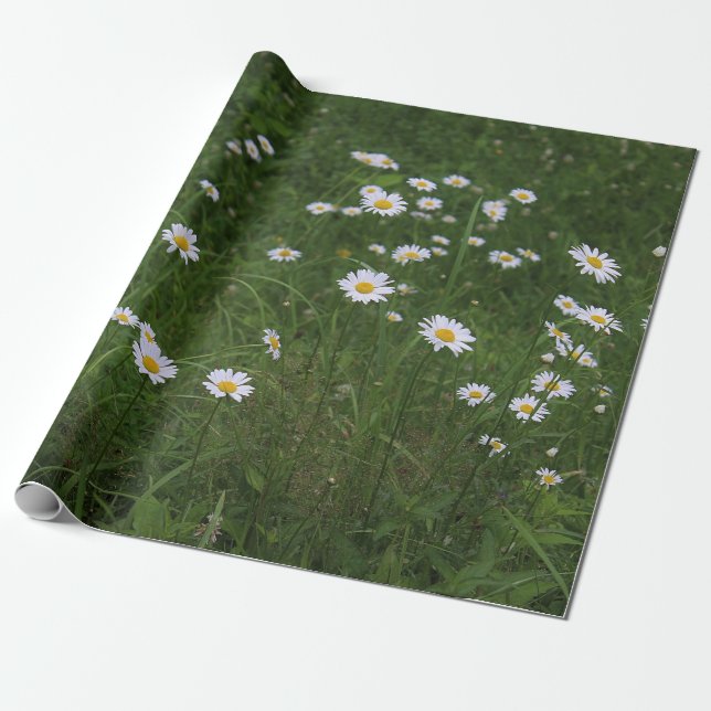 Papier Cadeau Colline des marguerites (Déroulé)