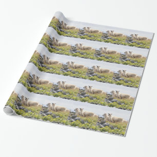 Papier Cadeau Conceptions originales - Moutons dans un champ