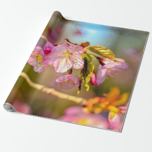 Papier Cadeau Couleurs Chaudes Des Fleurs Sakura Au Printemps