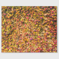 Couleurs d'automne dorées sur un mur de lierre