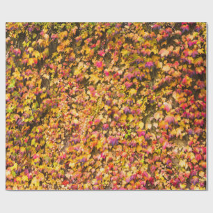 Papier Cadeau Couleurs d'automne dorées sur un mur de lierre