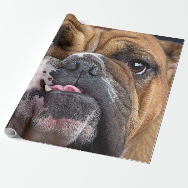 Papier Cadeau Coussin de jet de Bouledogue Anglais (Déroulé)