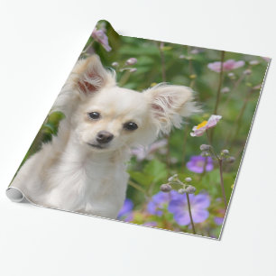Papier Cadeau Crème lounghair mignonne Chihuahua Chien Chiot Chi