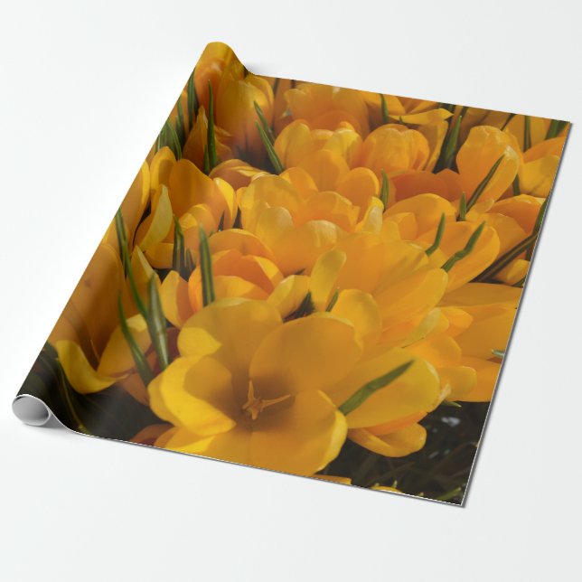 Papier Cadeau Crocus jaune flavus - Fleurs Jaune Doré   (Déroulé)