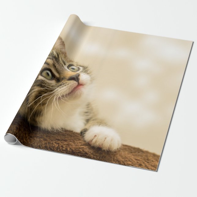 Papier Cadeau Cute Kitten avec une paille étirée (Déroulé)