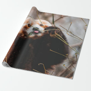 PAPIER CADEAU CUTE KOALA BEAR
