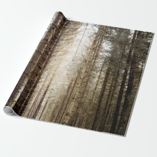 PAPIER CADEAU DANS LA FORÊT