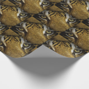 Papier Cadeau Dans les yeux d'un tigre